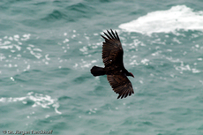 Truthahngeier (6 von 14).jpg